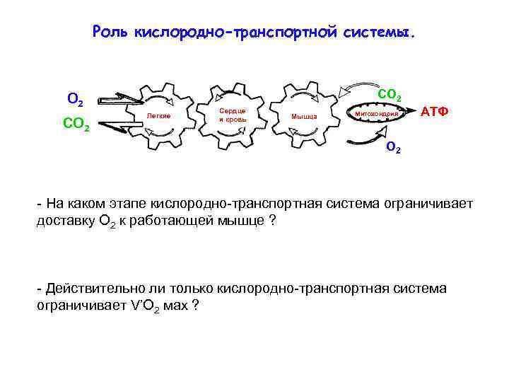 Роль кислородно-транспортной системы. СО 2 O 2 CO 2 Легкие Сердце и кровь Мышца