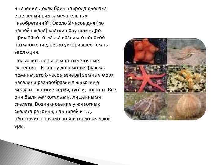 В течение докембрия природа сделала еще целый ряд замечательных “изобретений”. Около 2 часов дня