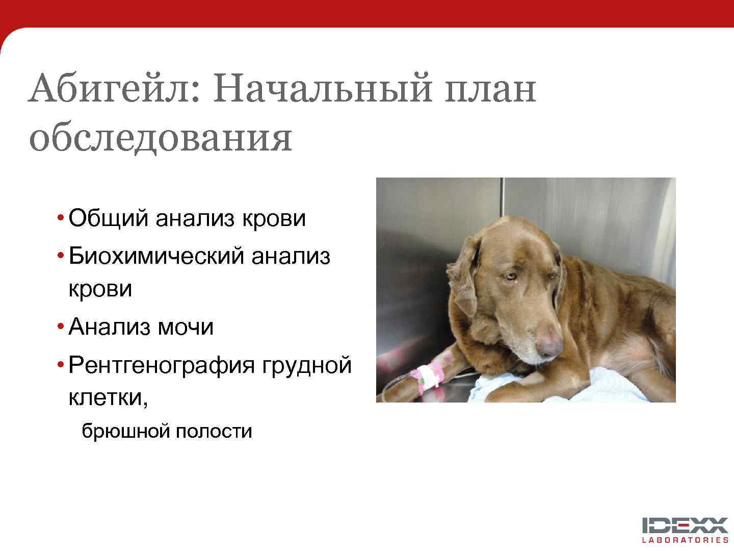 Абигейл: Начальный план обследования • Общий анализ крови • Биохимический анализ крови • Анализ