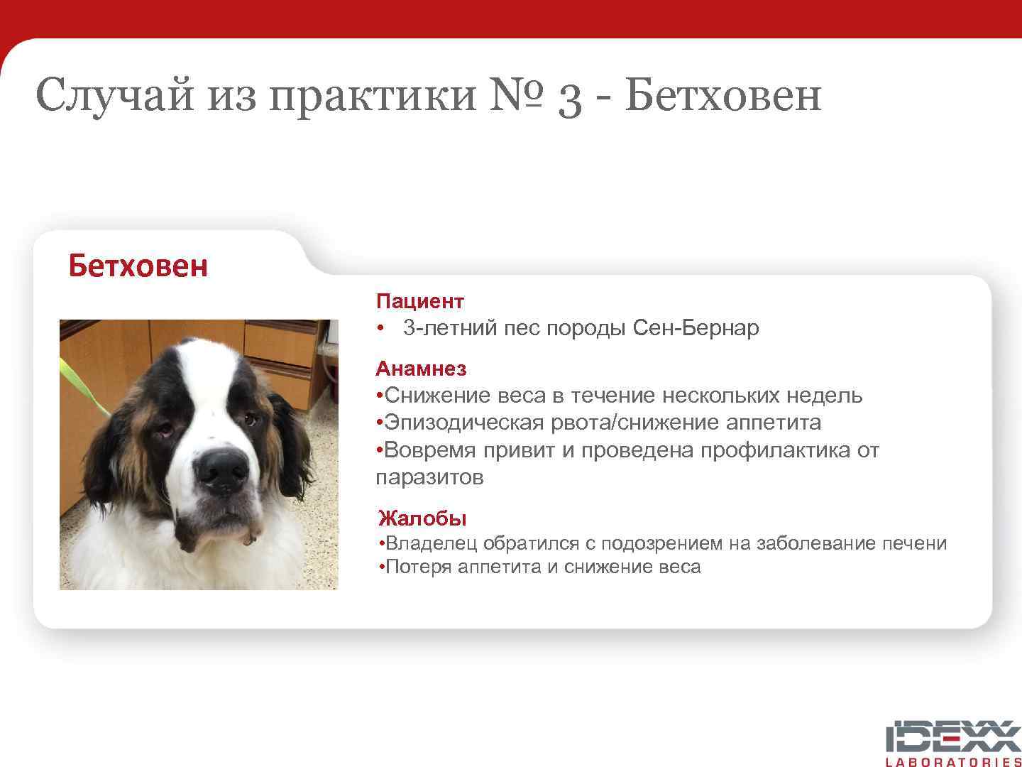 Случай из практики № 3 - Бетховен Пациент • 3 -летний пес породы Сен-Бернар