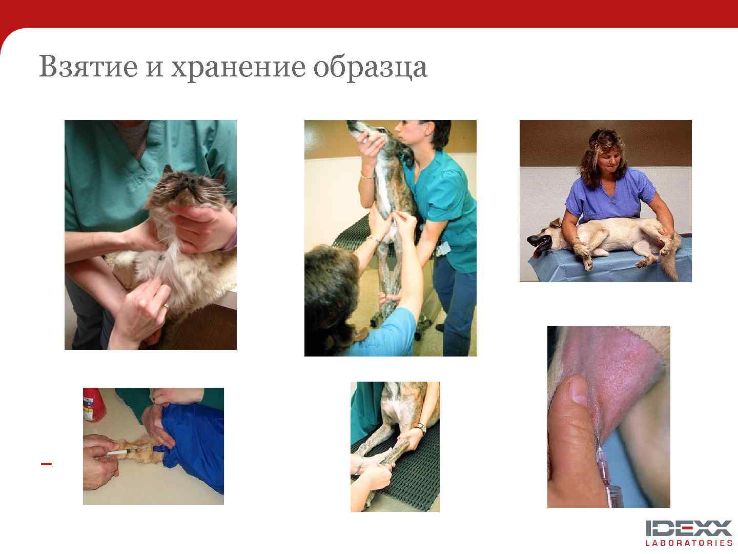 Взятие и хранение образца 