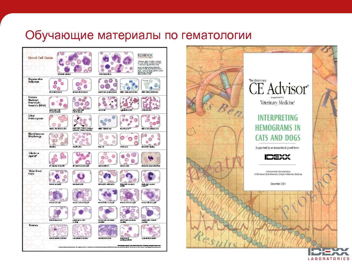 Обучающие материалы по гематологии 
