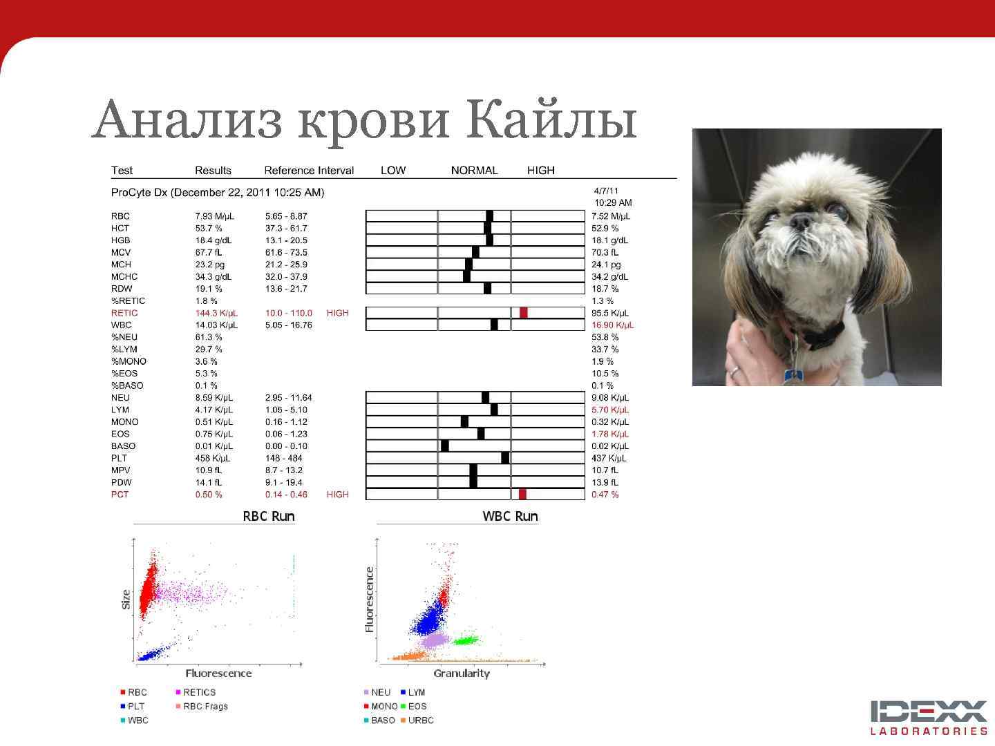 Анализ крови Кайлы 