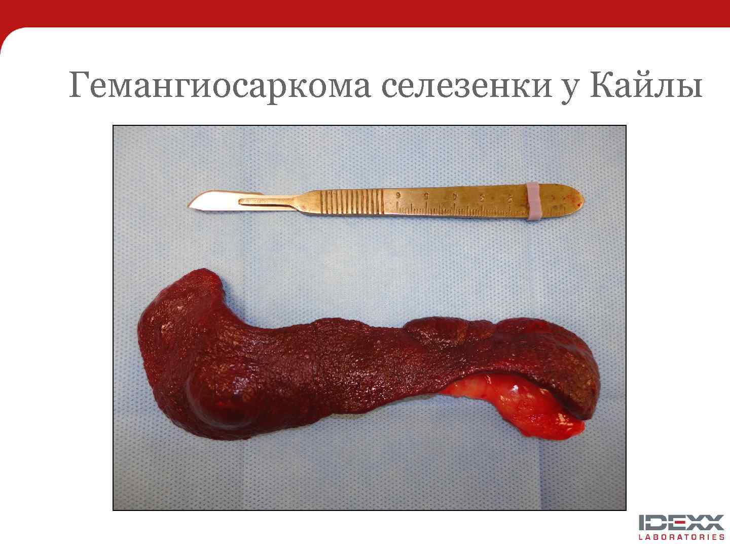 Гемангиосаркома селезенки у Кайлы 