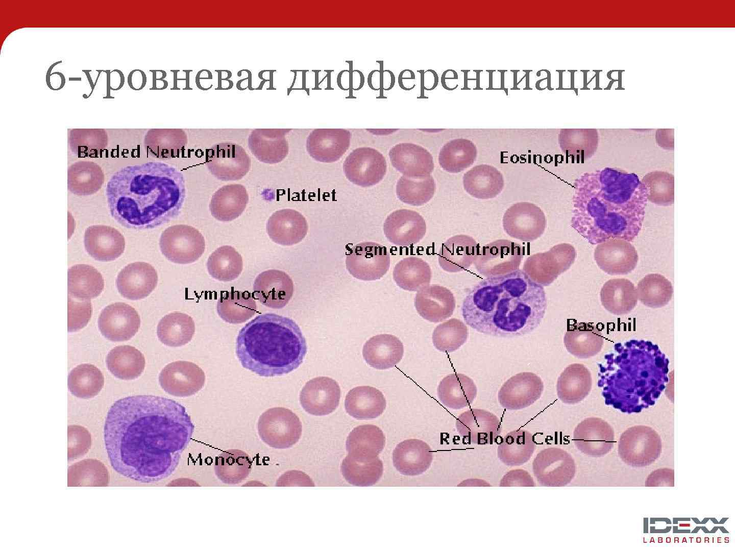 6 -уровневая дифференциация 