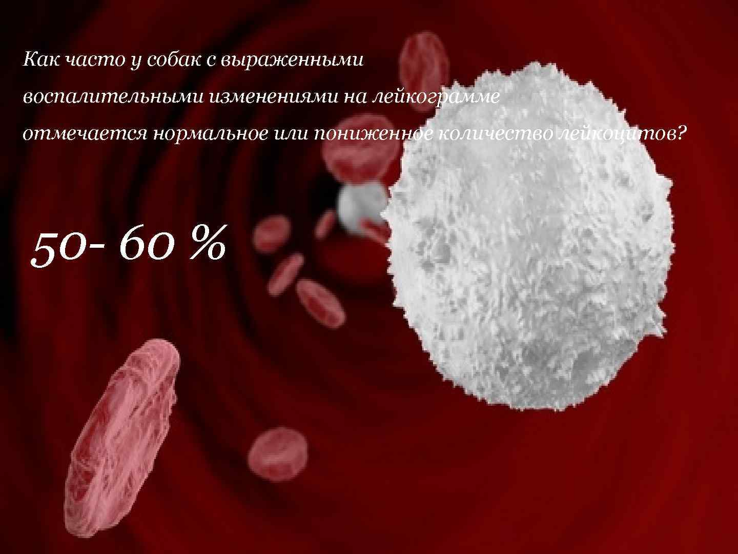 Как часто у собак с выраженными воспалительными изменениями на лейкограмме отмечается нормальное или пониженное
