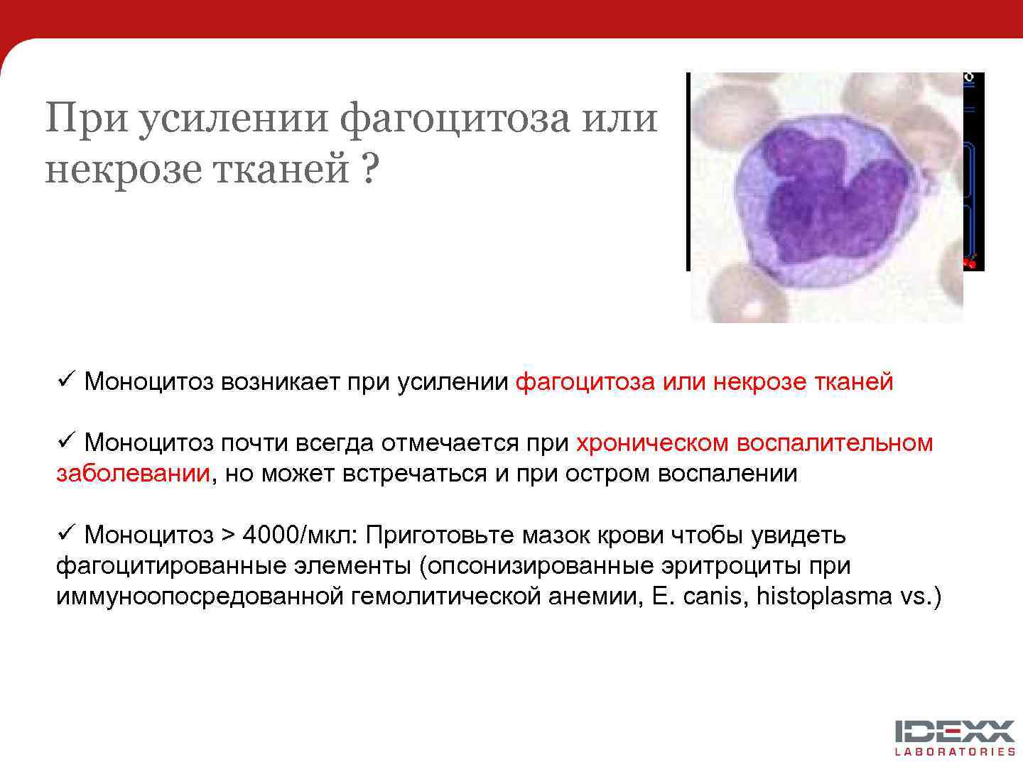 При усилении фагоцитоза или некрозе тканей ? ü Моноцитоз возникает при усилении фагоцитоза или