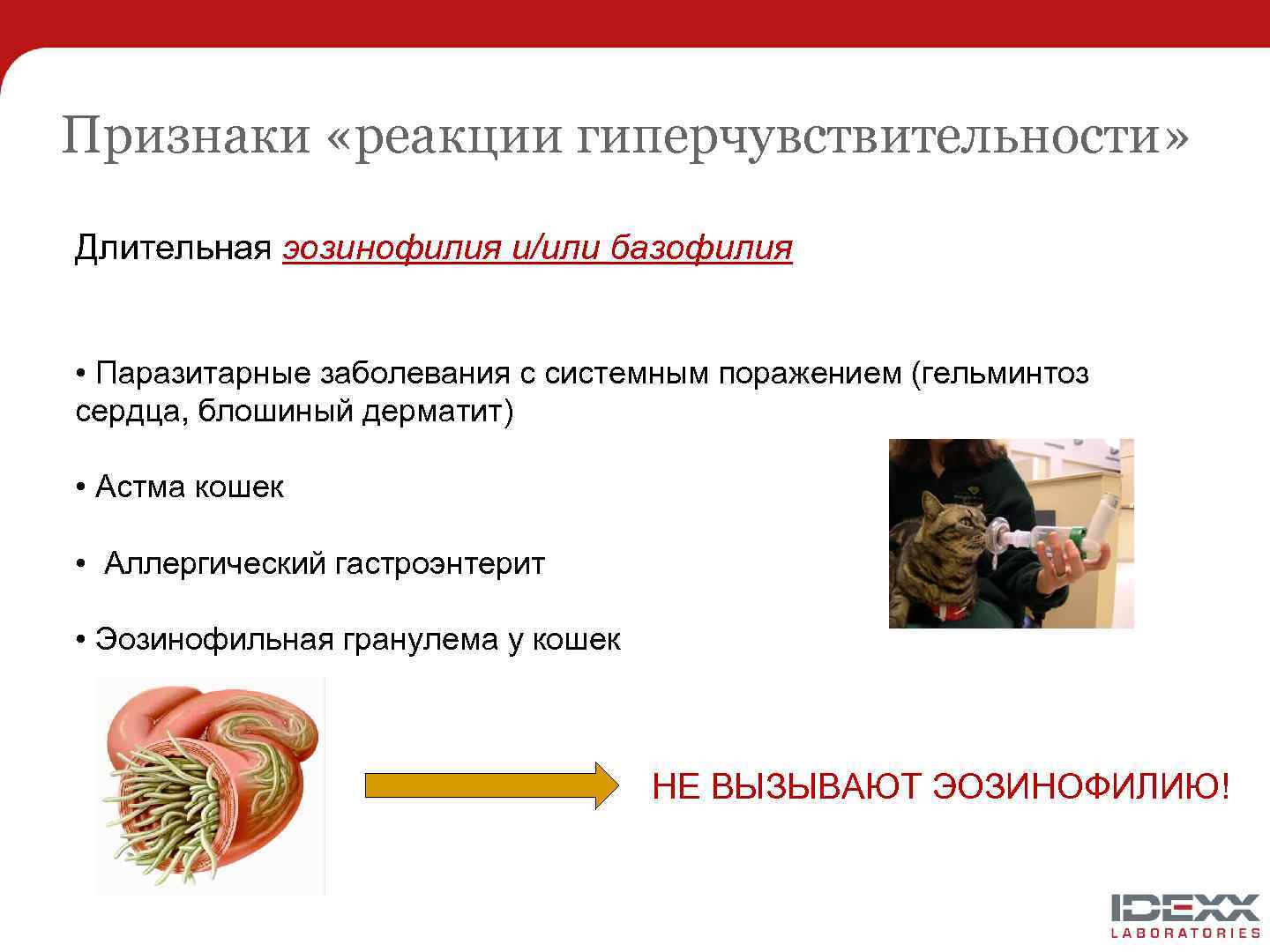 Признаки «реакции гиперчувствительности» Длительная эозинофилия и/или базофилия • Паразитарные заболевания с системным поражением (гельминтоз