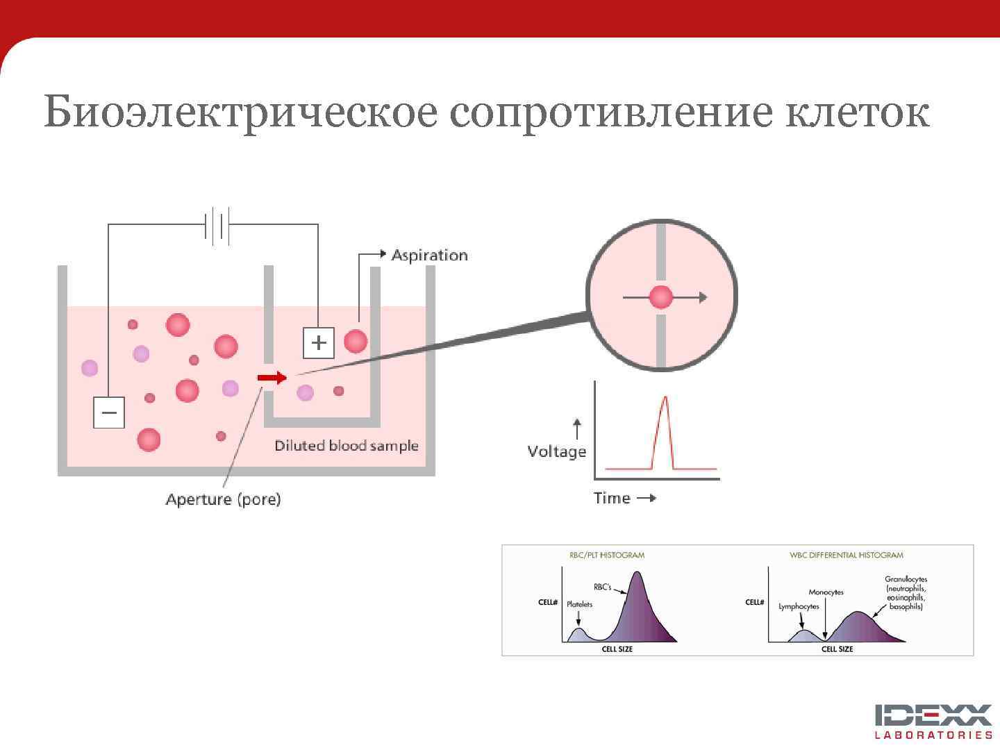 Биоэлектрическое сопротивление клеток 