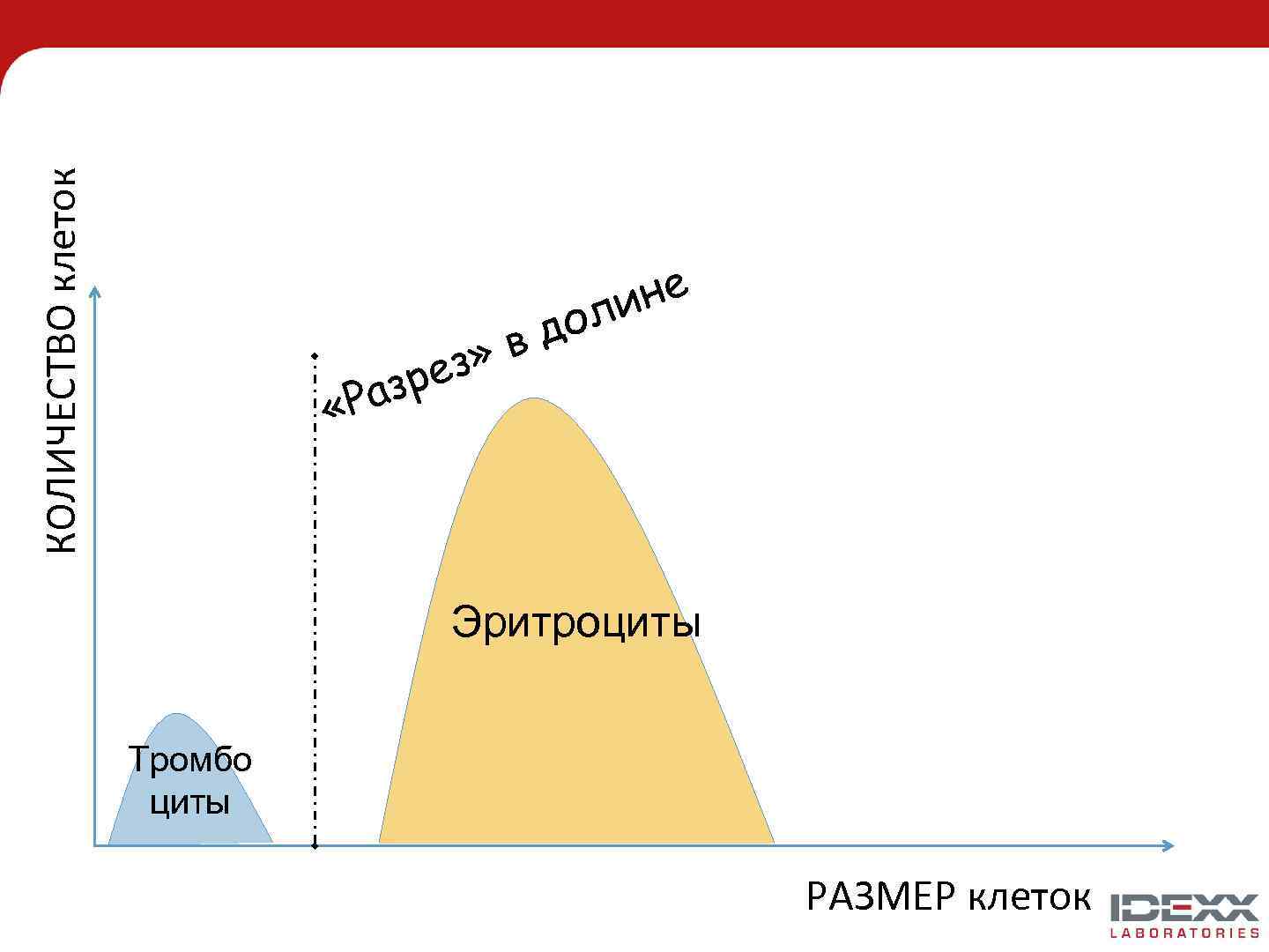 КОЛИЧЕСТВО клеток з» ре аз «Р не ли до в Эритроциты Тромбо циты РАЗМЕР