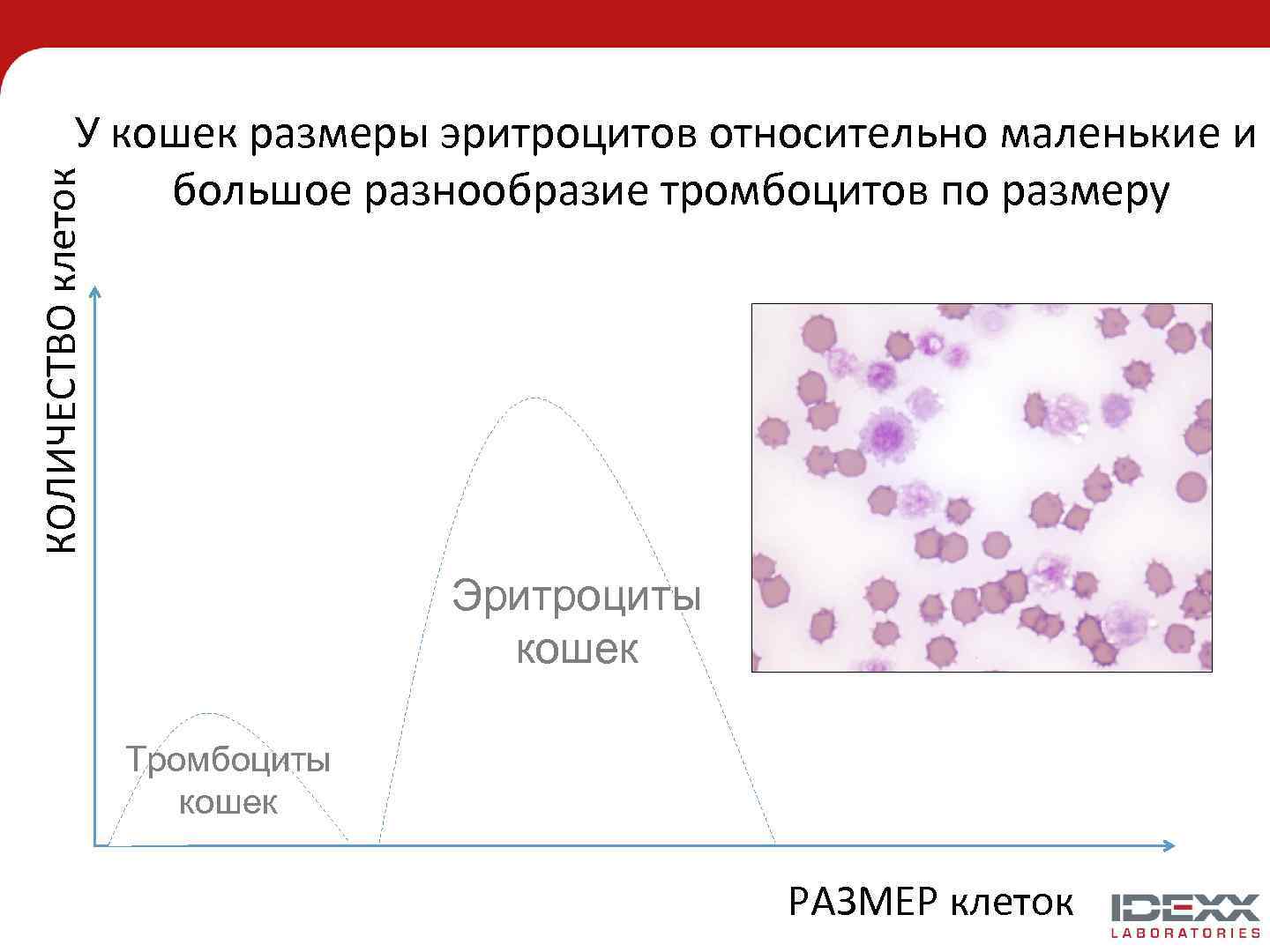 Ширина эритроцитов