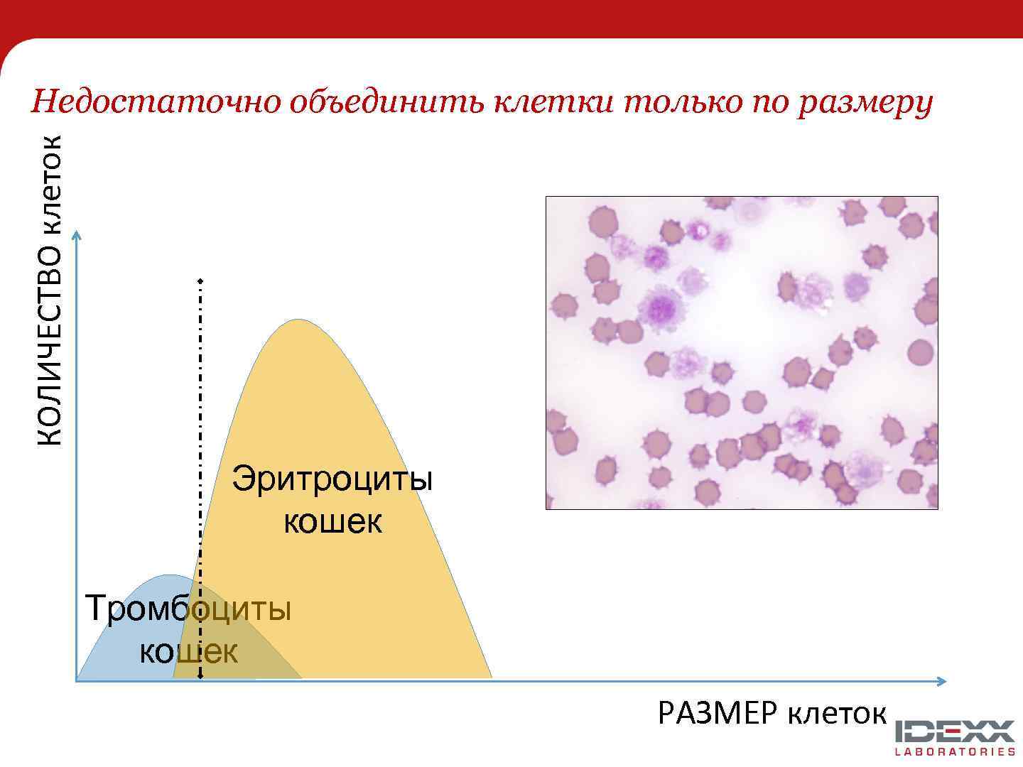 КОЛИЧЕСТВО клеток Недостаточно объединить клетки только по размеру Эритроциты кошек Тромбоциты кошек РАЗМЕР клеток
