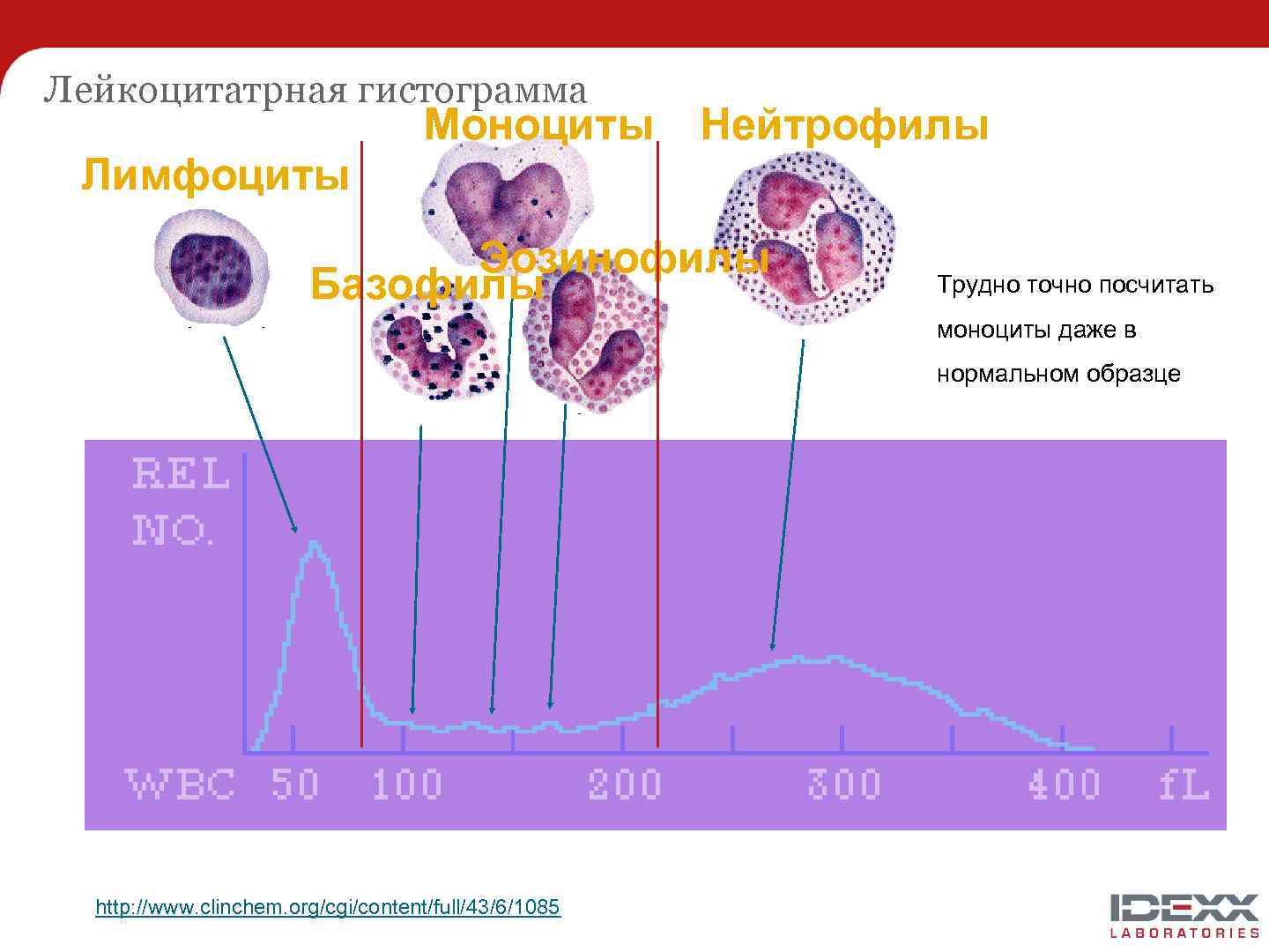 Моноциты это лимфоциты