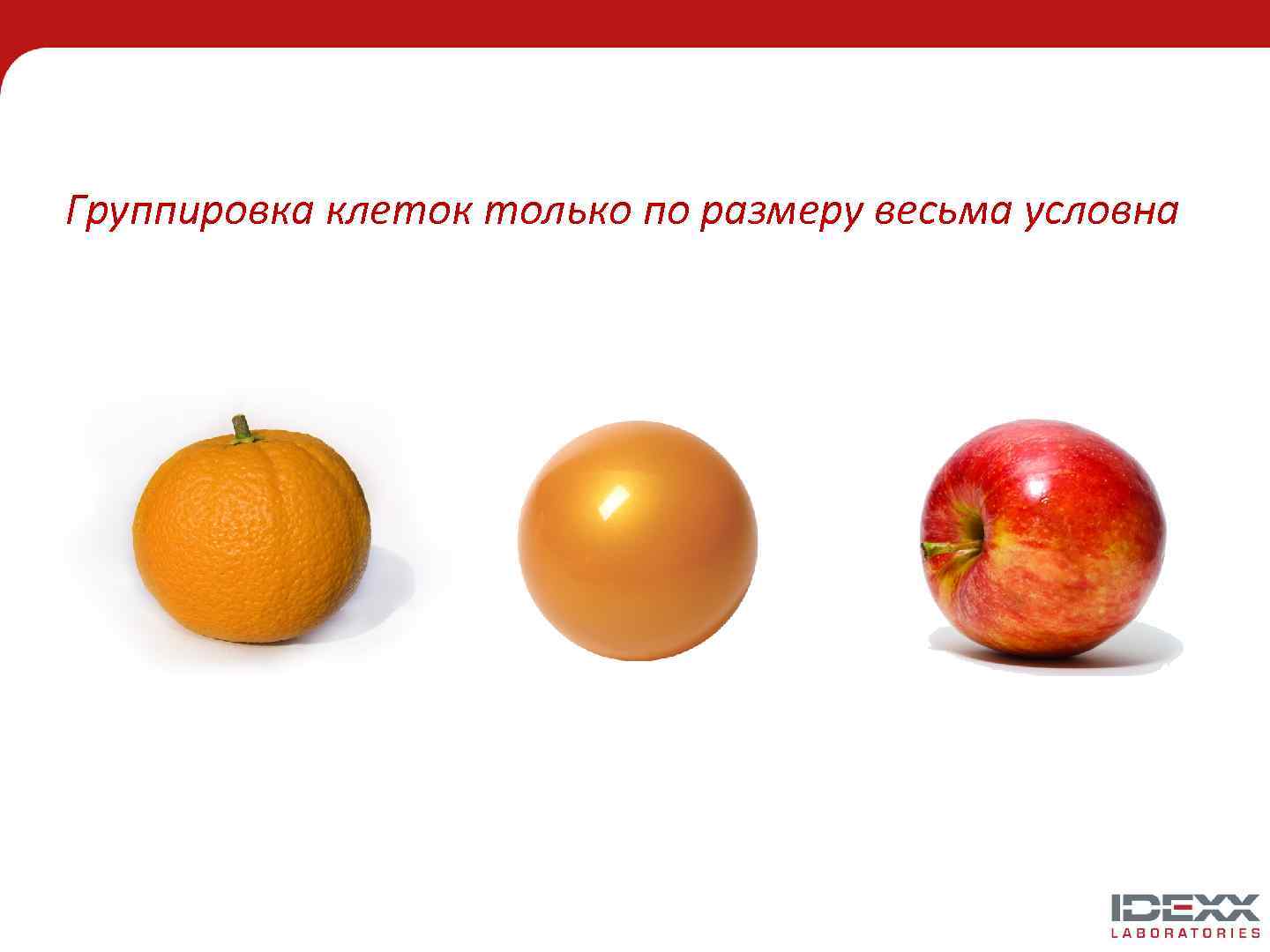 Группировка клеток только по размеру весьма условна 
