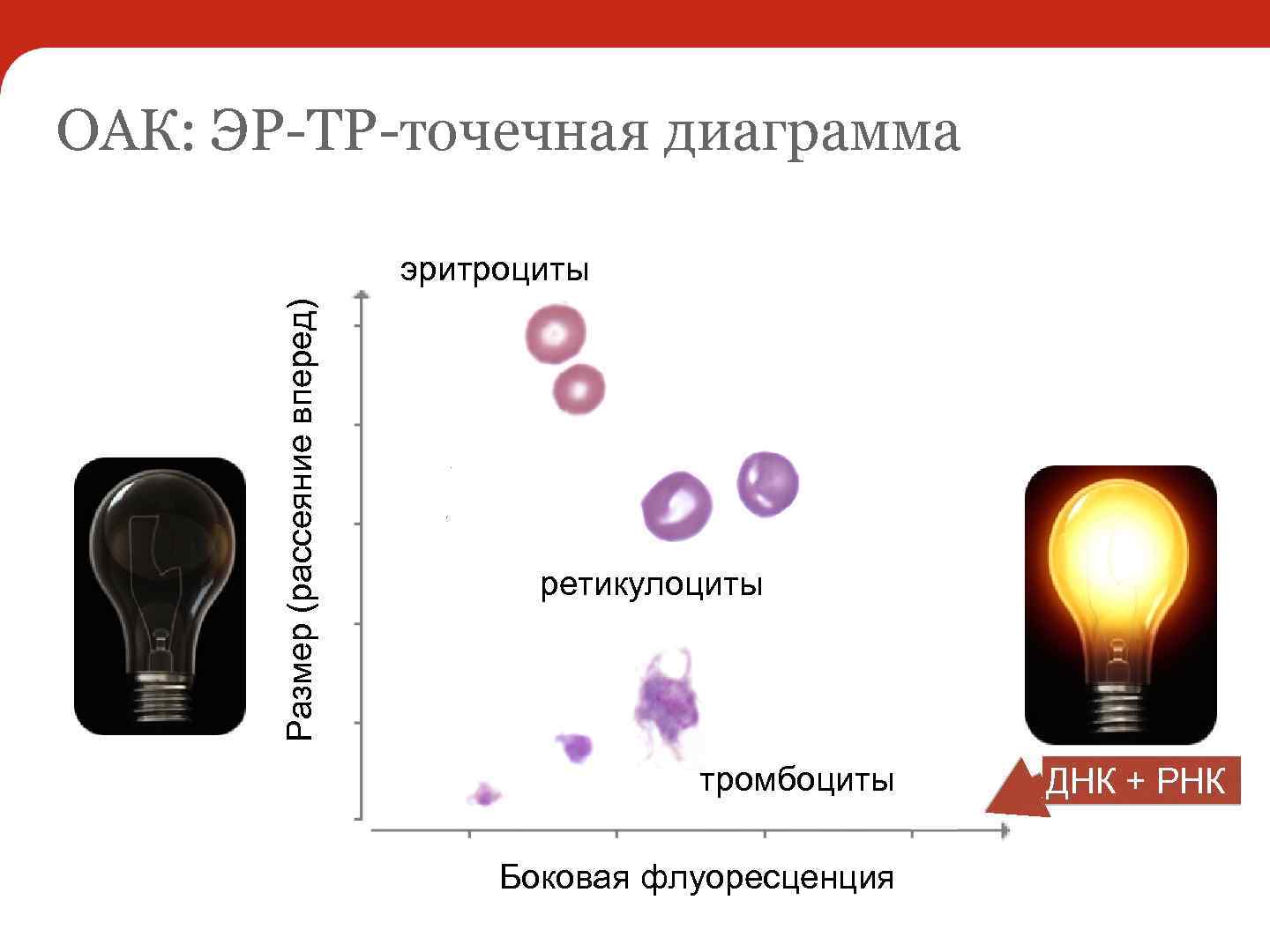 ОАК: ЭР-ТР-точечная диаграмма Размер (рассеяние вперед) эритроциты ретикулоциты тромбоциты Боковая флуоресценция ДНК + РНК