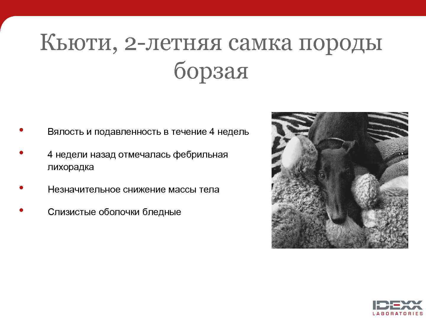 Кьюти, 2 -летняя самка породы борзая • Вялость и подавленность в течение 4 недель