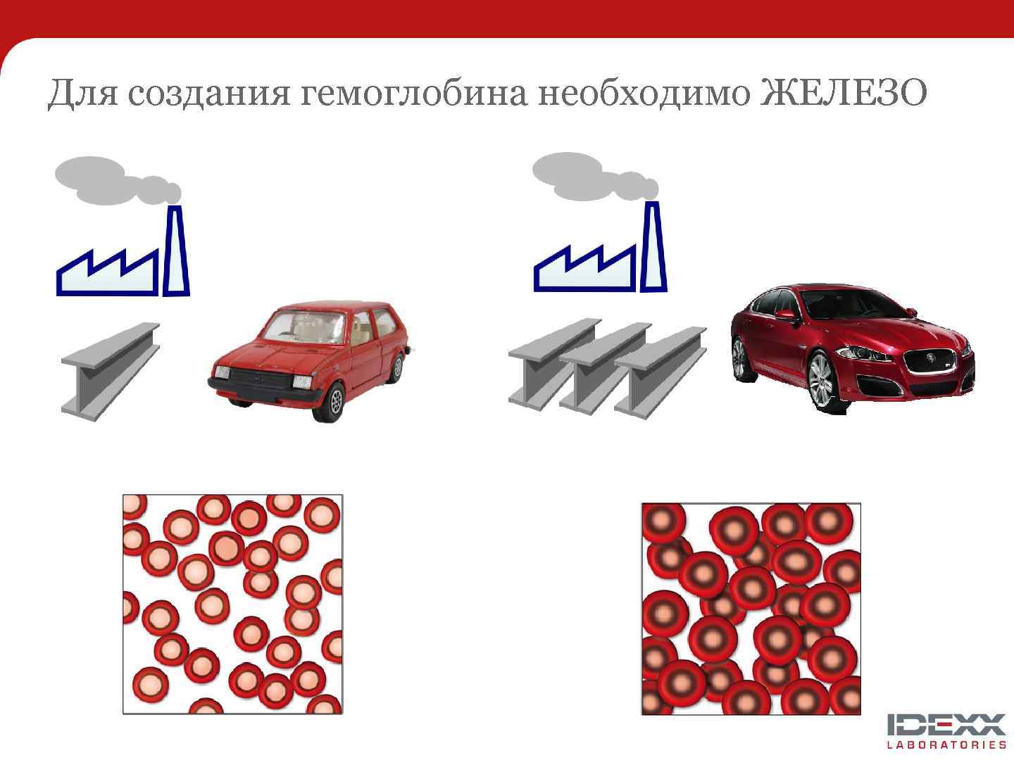 Для создания гемоглобина необходимо ЖЕЛЕЗО 