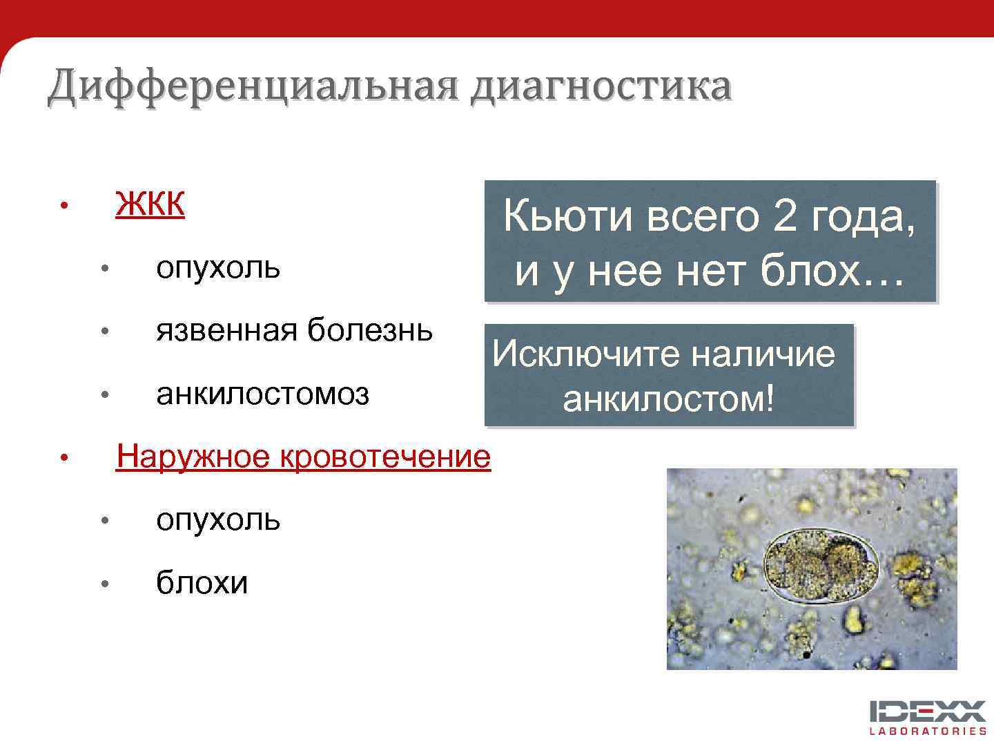 Дифференциальная диагностика ЖКК • • опухоль • язвенная болезнь • анкилостомоз Наружное кровотечение •