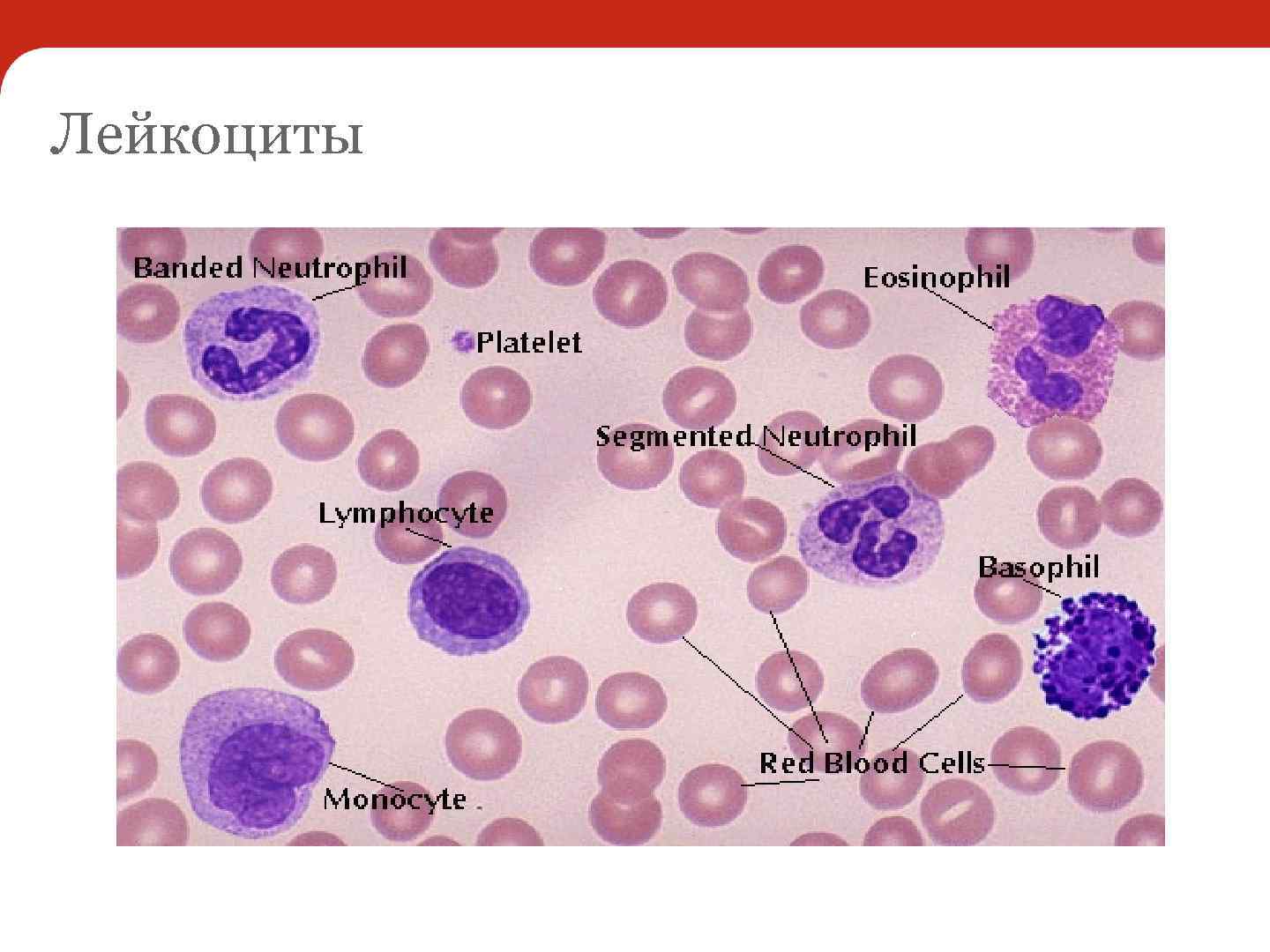 Лейкоциты 