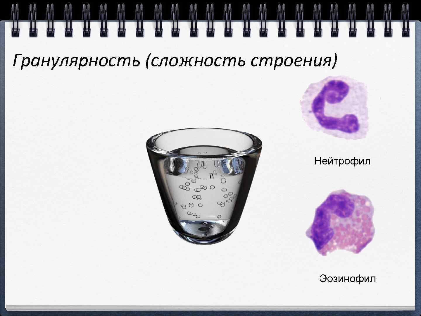 Гранулярность (сложность строения) Нейтрофил Эозинофил 