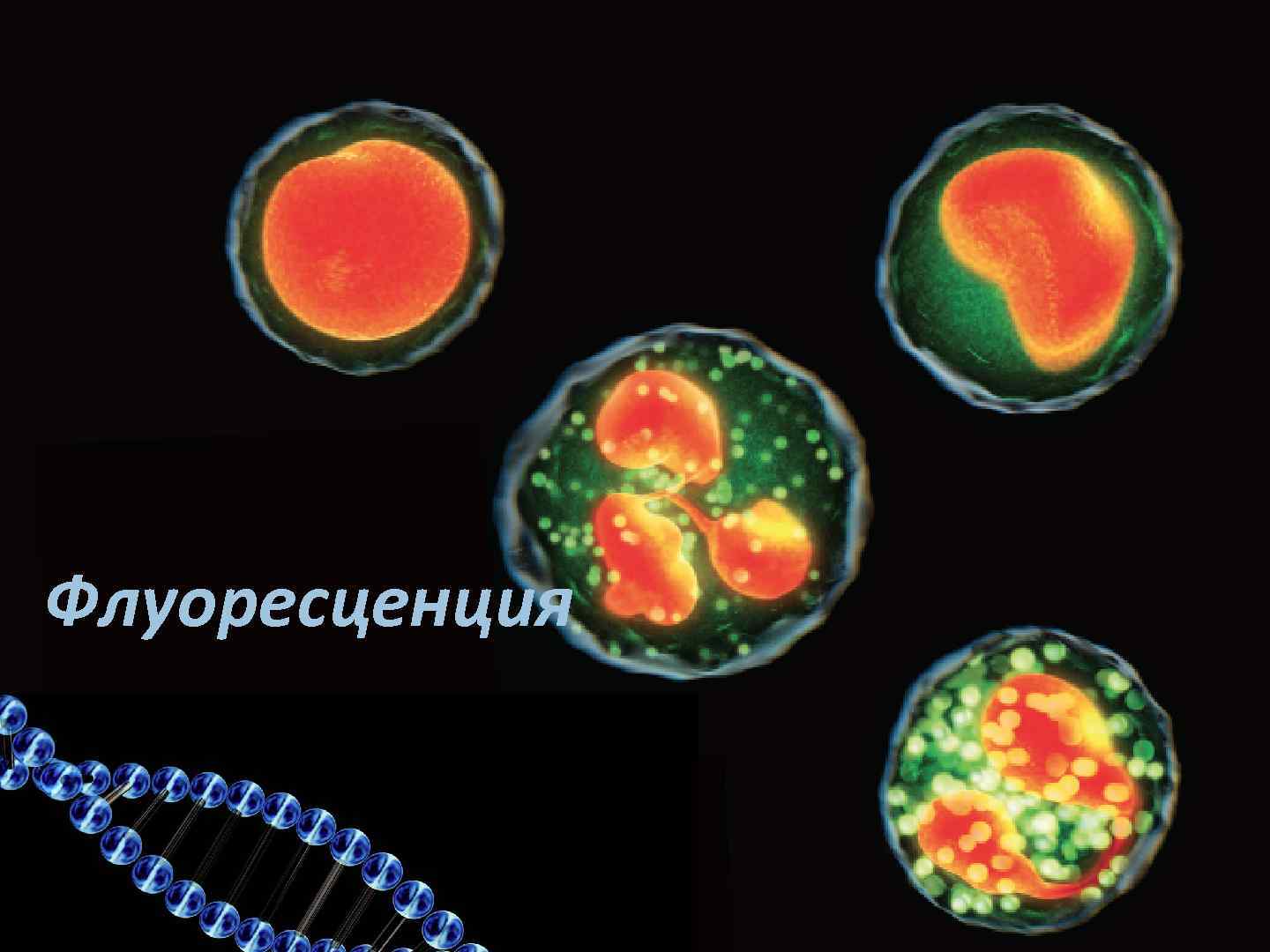 Флуоресценция 