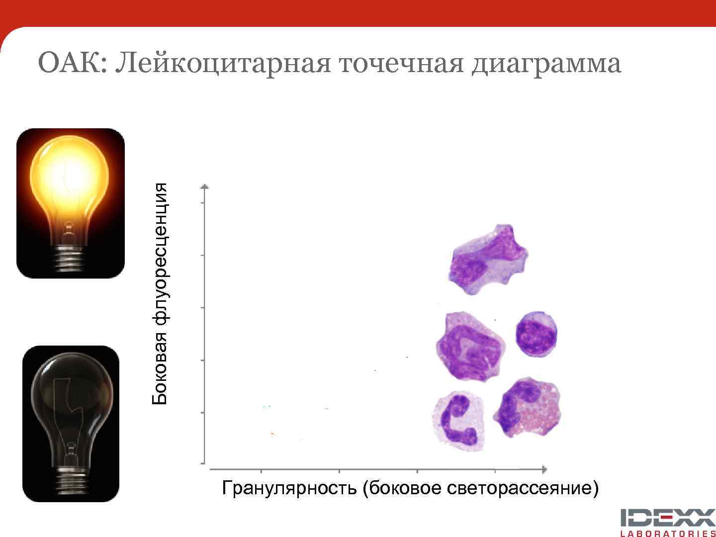 Боковая флуоресценция ОАК: Лейкоцитарная точечная диаграмма Гранулярность (боковое светорассеяние) 