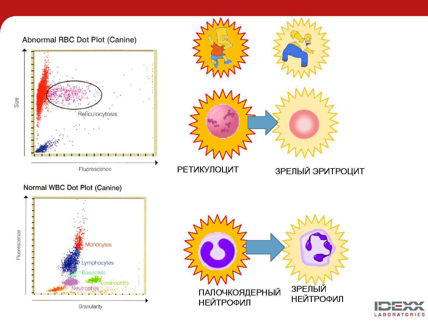РЕТИКУЛОЦИТ ЗРЕЛЫЙ ЭРИТРОЦИТ ПАЛОЧКОЯДЕРНЫЙ НЕЙТРОФИЛ ЗРЕЛЫЙ НЕЙТРОФИЛ 