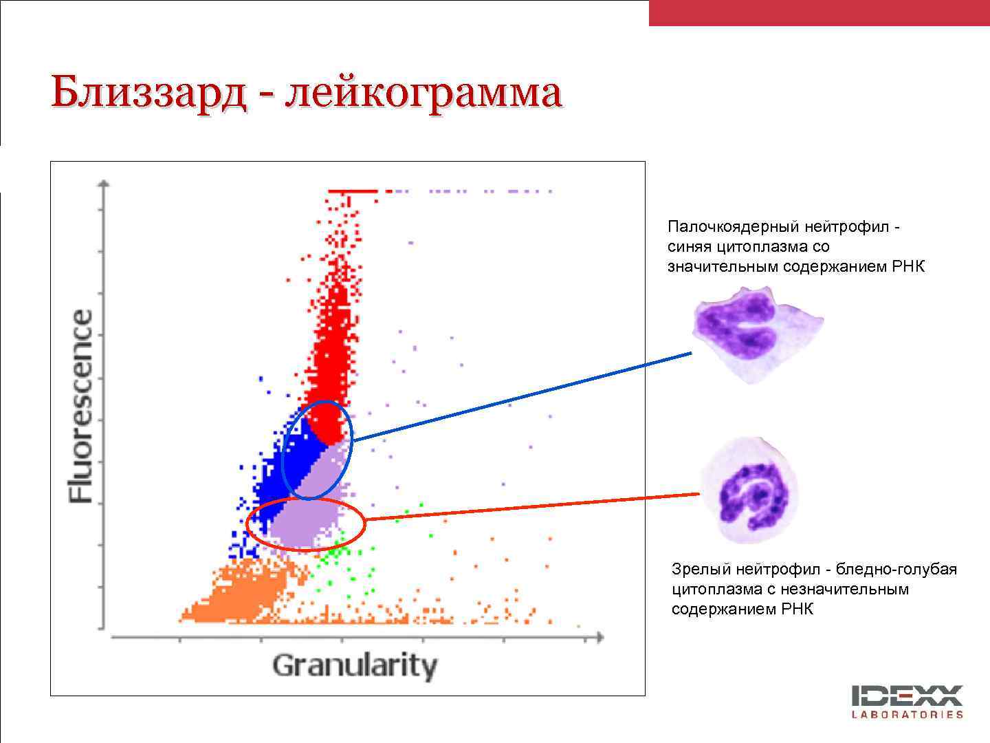 Близзард - лейкограмма Палочкоядерный нейтрофил - синяя цитоплазма со значительным содержанием РНК Зрелый нейтрофил