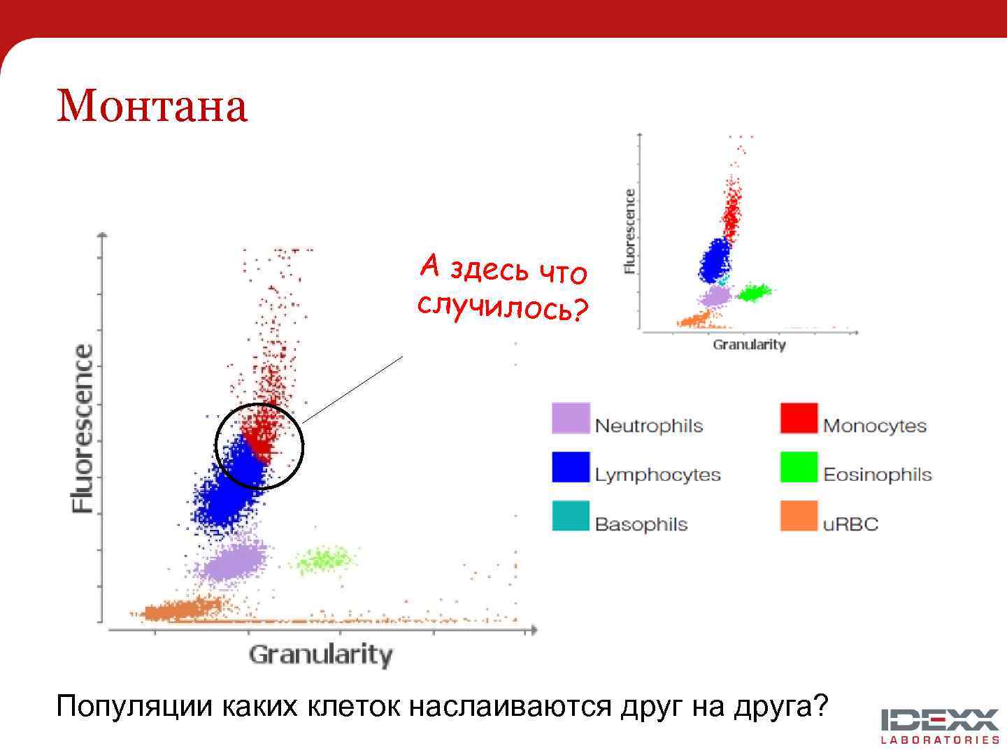Монтана А здесь что случилось? Популяции каких клеток наслаиваются друг на друга? 