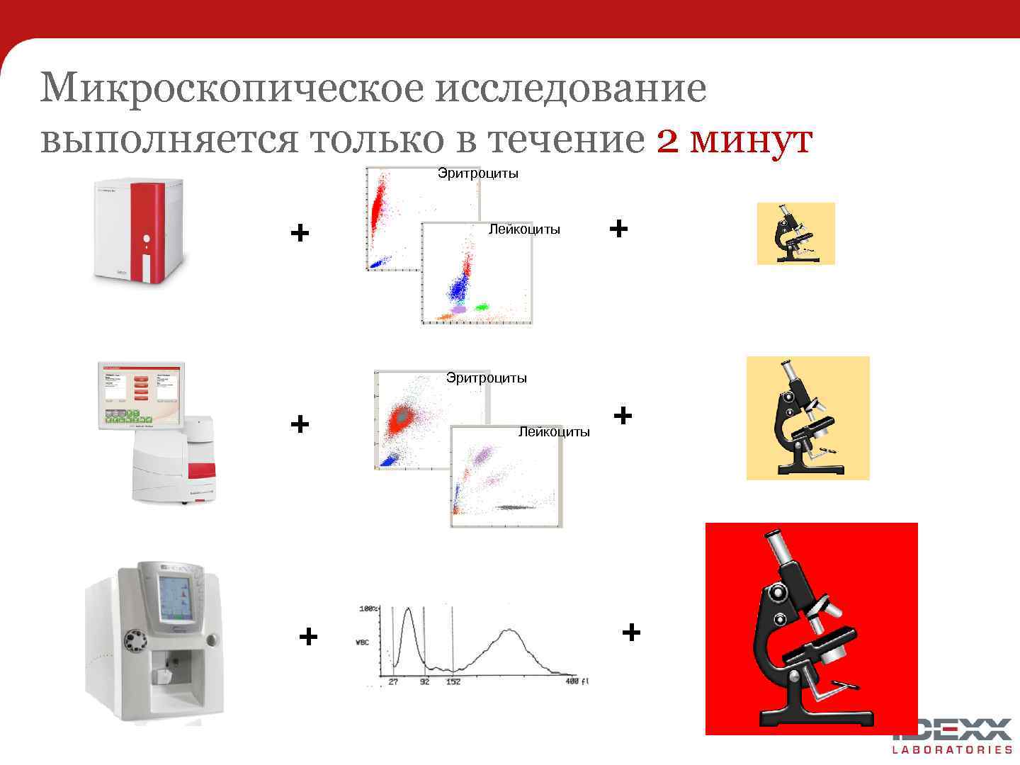 Микроскопическое исследование выполняется только в течение 2 минут Эритроциты + Лейкоциты + Эритроциты +