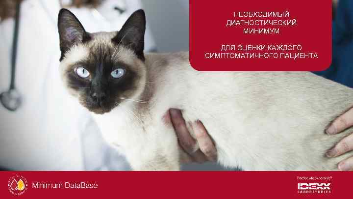 НЕОБХОДИМЫЙ ДИАГНОСТИЧЕСКИЙ МИНИМУМ ДЛЯ ОЦЕНКИ КАЖДОГО СИМПТОМАТИЧНОГО ПАЦИЕНТА 