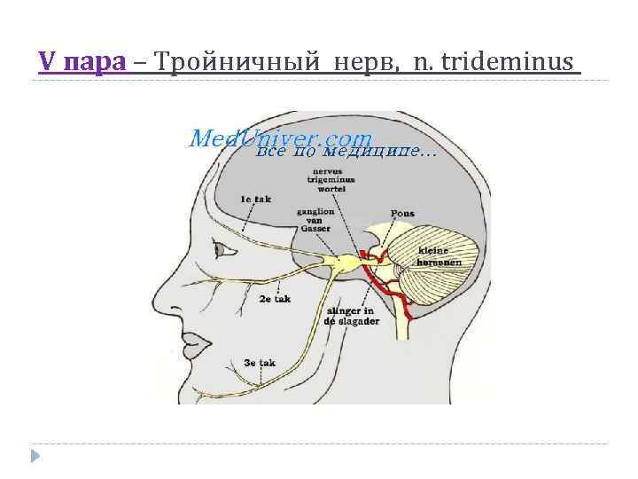 V пара – Тройничный нерв, n. trideminus 