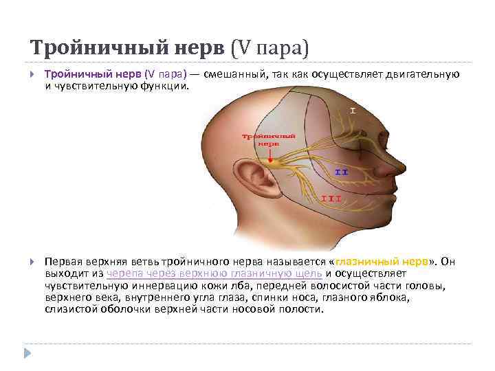 Тройничный нерв (V пара) — смешанный, так как осуществляет двигательную и чувствительную функции. Первая