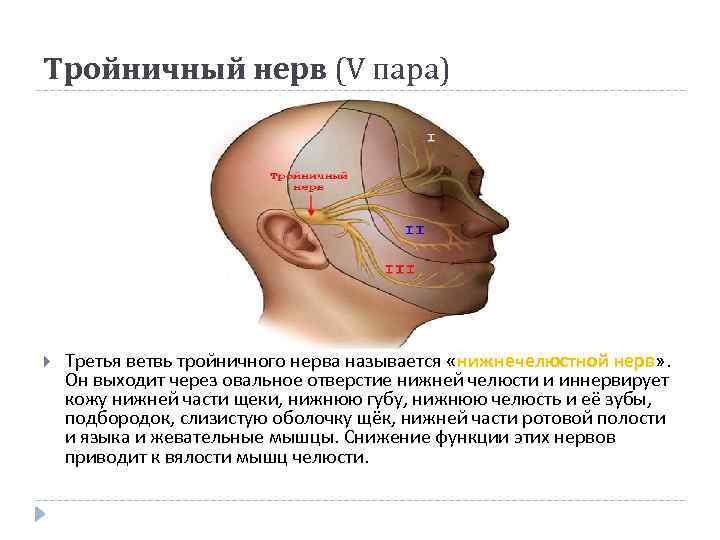 Тройничный нерв (V пара) Третья ветвь тройничного нерва называется «нижнечелюстной нерв» . Он выходит