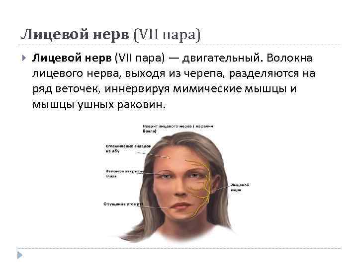 Лицевой нерв (VII пара) — двигательный. Волокна лицевого нерва, выходя из черепа, разделяются на