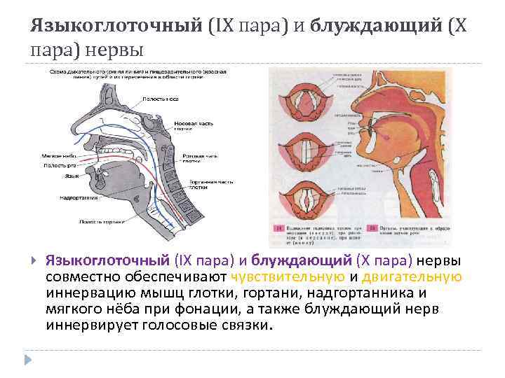 Языкоглоточный (IX пара) и блуждающий (X пара) нервы совместно обеспечивают чувствительную и двигательную иннервацию