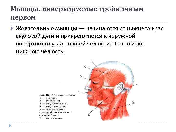 Мышцы, иннервируемые тройничным нервом Жевательные мышцы — начинаются от нижнего края скуловой дуги и
