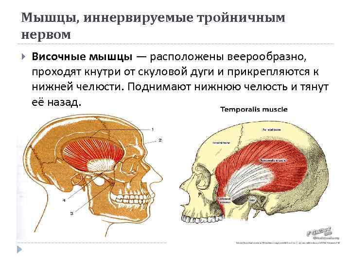 Мышцы, иннервируемые тройничным нервом Височные мышцы — расположены веерообразно, проходят кнутри от скуловой дуги