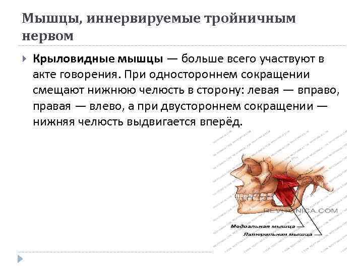 Мышцы, иннервируемые тройничным нервом Крыловидные мышцы — больше всего участвуют в акте говорения. При