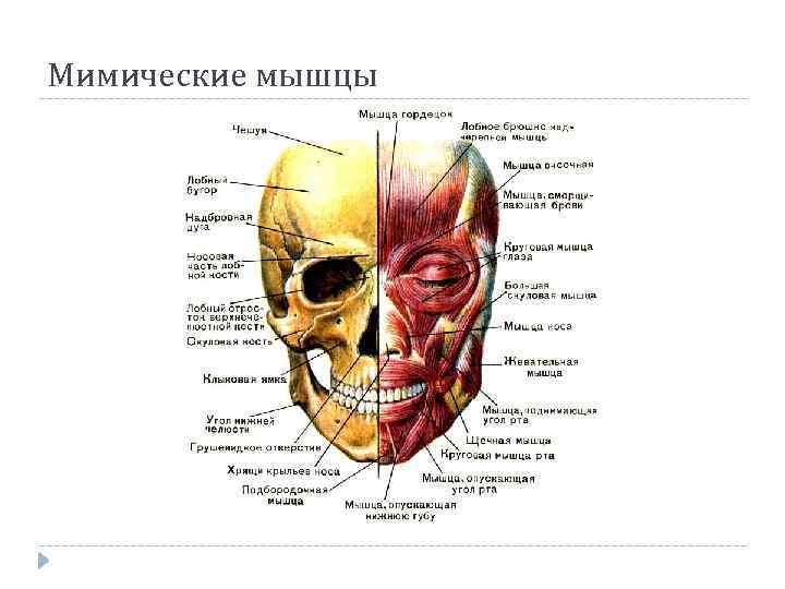 Мимические мышцы 