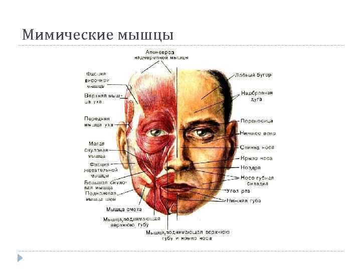 Мимические мышцы 