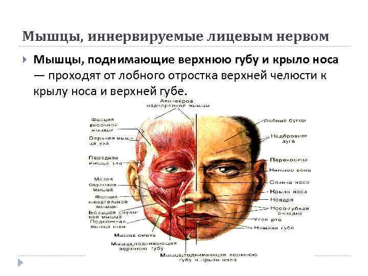 Мышцы, иннервируемые лицевым нервом Мышцы, поднимающие верхнюю губу и крыло носа — проходят от