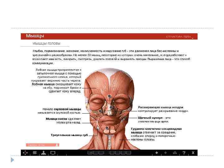 Содержание клинической анатомии