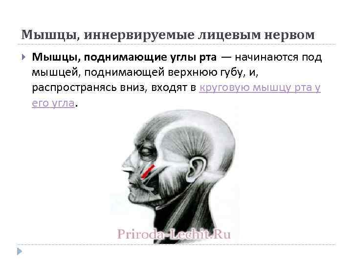 Мышцы, иннервируемые лицевым нервом Мышцы, поднимающие углы рта — начинаются под мышцей, поднимающей верхнюю