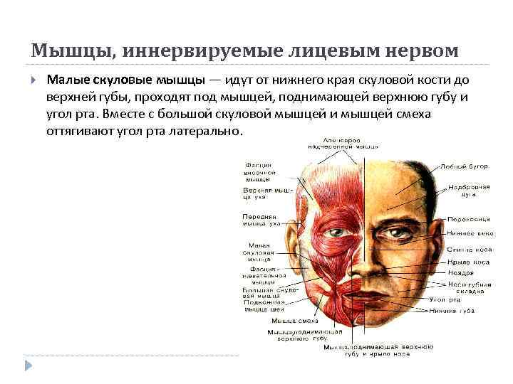 Мышцы, иннервируемые лицевым нервом Малые скуловые мышцы — идут от нижнего края скуловой кости