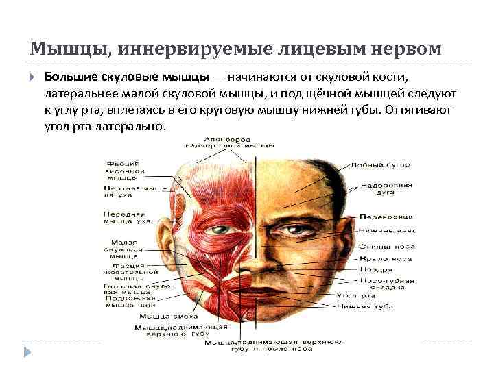 Мышцы, иннервируемые лицевым нервом Большие скуловые мышцы — начинаются от скуловой кости, латеральнее малой