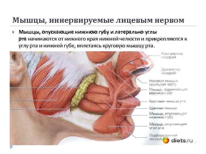 Мышцы, иннервируемые лицевым нервом Мышцы, опускающие нижнюю губу и латерально углы рта начинаются от