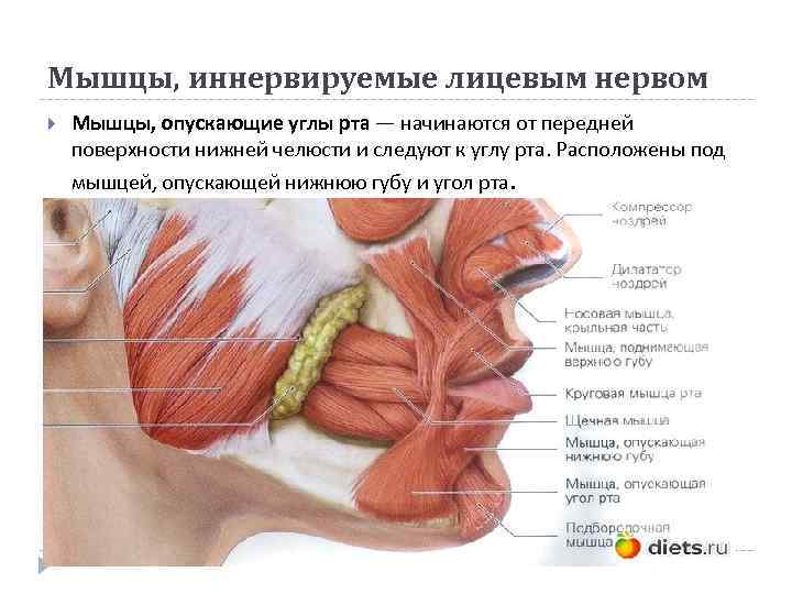 Мышцы, иннервируемые лицевым нервом Мышцы, опускающие углы рта — начинаются от передней поверхности нижней