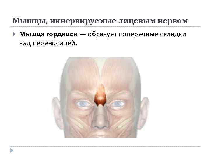 Мышцы, иннервируемые лицевым нервом Мышца гордецов — образует поперечные складки над переносицей. 