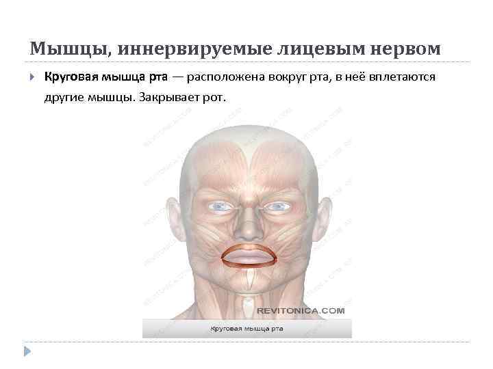 Мышцы, иннервируемые лицевым нервом Круговая мышца рта — расположена вокруг рта, в неё вплетаются